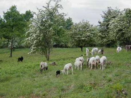 Ovce v Čimickém údolí