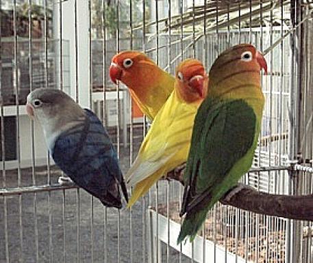 Exotické ptactvo v Botanické zahradě
